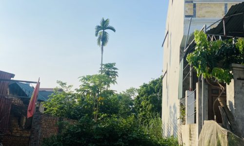 Bán đất TDP Đông Thịnh, phường Đồng Tâm, thành phố Vĩnh Yên, Vĩnh Phúc