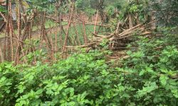 Bán đất trong khu trung tâm văn hóa lễ hội Tây Thiên, Tam Đảo, Vĩnh Phúc