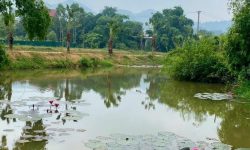 Bán 3,7ha đất thổ cư tại Ngọc thanh, Phúc yên, Vĩnh phúc.