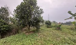 Bán đất thôn Sơn Đồng, Kim Long, Tam Dương. DT 2486m2