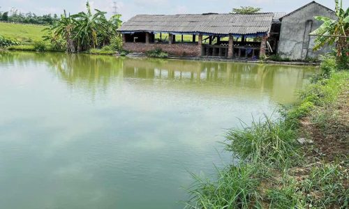 Gia đình cần bán trang trại, ao cá rộng hơn 2 mẫu ở Vĩnh tường, Vĩnh phúc.