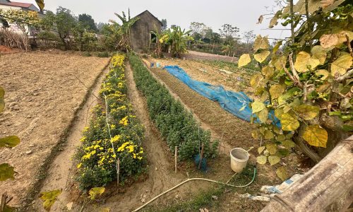Bán đất thôn Bãi Trên, xã Quất Lưu, huyện Bình Xuyên, tỉnh Vĩnh Phúc.