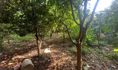 Bán đất rộng xây biệt thự trồng rau nuôi gà tại Nhân Lý, Tam Quan, Tam Đảo, Vĩnh Phúc.