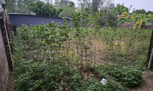 Bán đất 550m2 làm nhà vườn tại Hữu Thủ 2, Kim Long, Tam Dương, Vĩnh Phúc