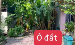 Bán đất 100m2 hướng Đông Bắc khu Giàn Chiếu, Hợp Thịnh, Tam Dương, Vĩnh Phúc