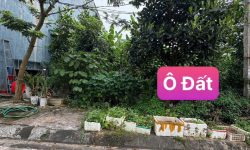Bán đất phân lô khu May Mặc, Kim Long, Tam Dương, Vĩnh Phúc