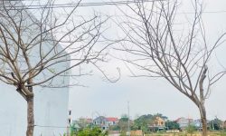 Bán đất đường 19,5m gần cầu Lính, Lai Sơn, Đồng Tâm, Vĩnh Yên