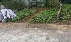 Bán đất thôn Viên Du Hòa, Thanh Vân, Tam Dương, Vĩnh Phúc.