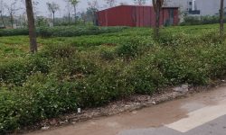 Bán đất đấu giá Đồng Gáo, Hội Hợp, Vĩnh Yên, Vĩnh Phúc.