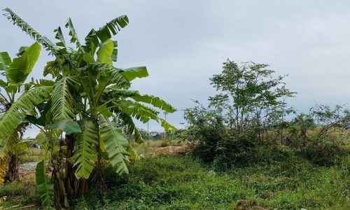 Bán đất kinh doanh khu đấu giá Đống Lâu, Thanh Vân, Tam Dương, Vĩnh Phúc