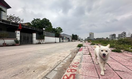 Bán đất đấu giá Hội Thịnh, Phú Thọ