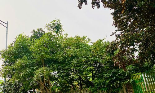 Bán đất biệt thự khu A Nam Đầm Vạc, Khai Quang, Vĩnh Yên. DT253m2 sổ hồng cất két